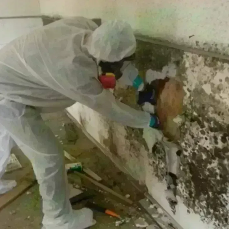 Mold Remediation and Removal in Los Alamos County, NM